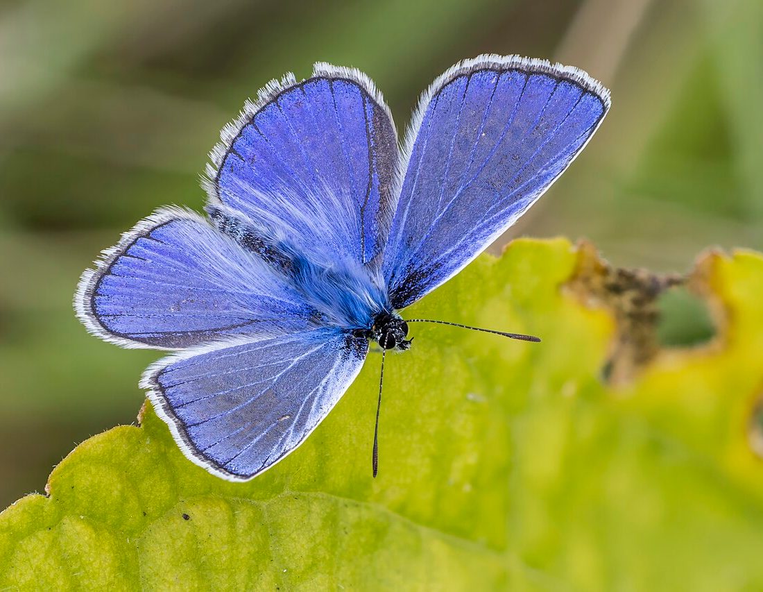 Common Blue reference