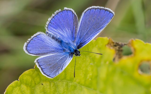 Common Blue reference