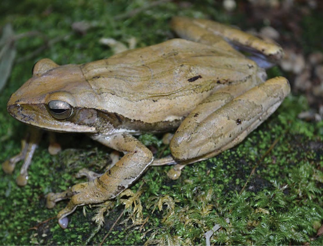 Common Southeast Asian Tree Frog reference