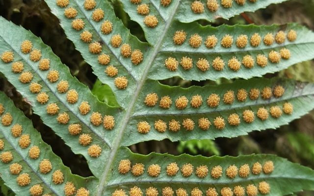 Licorice Fern reference