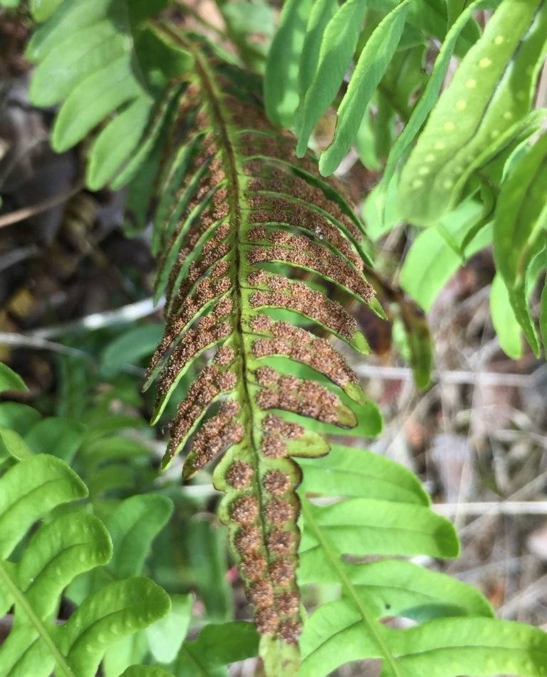 rock polypody reference