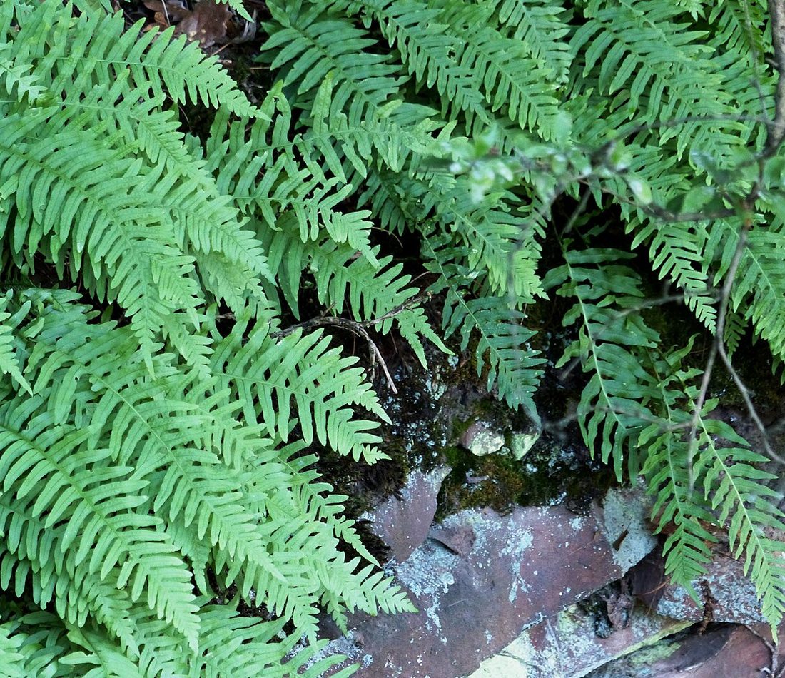 Common Polypody reference