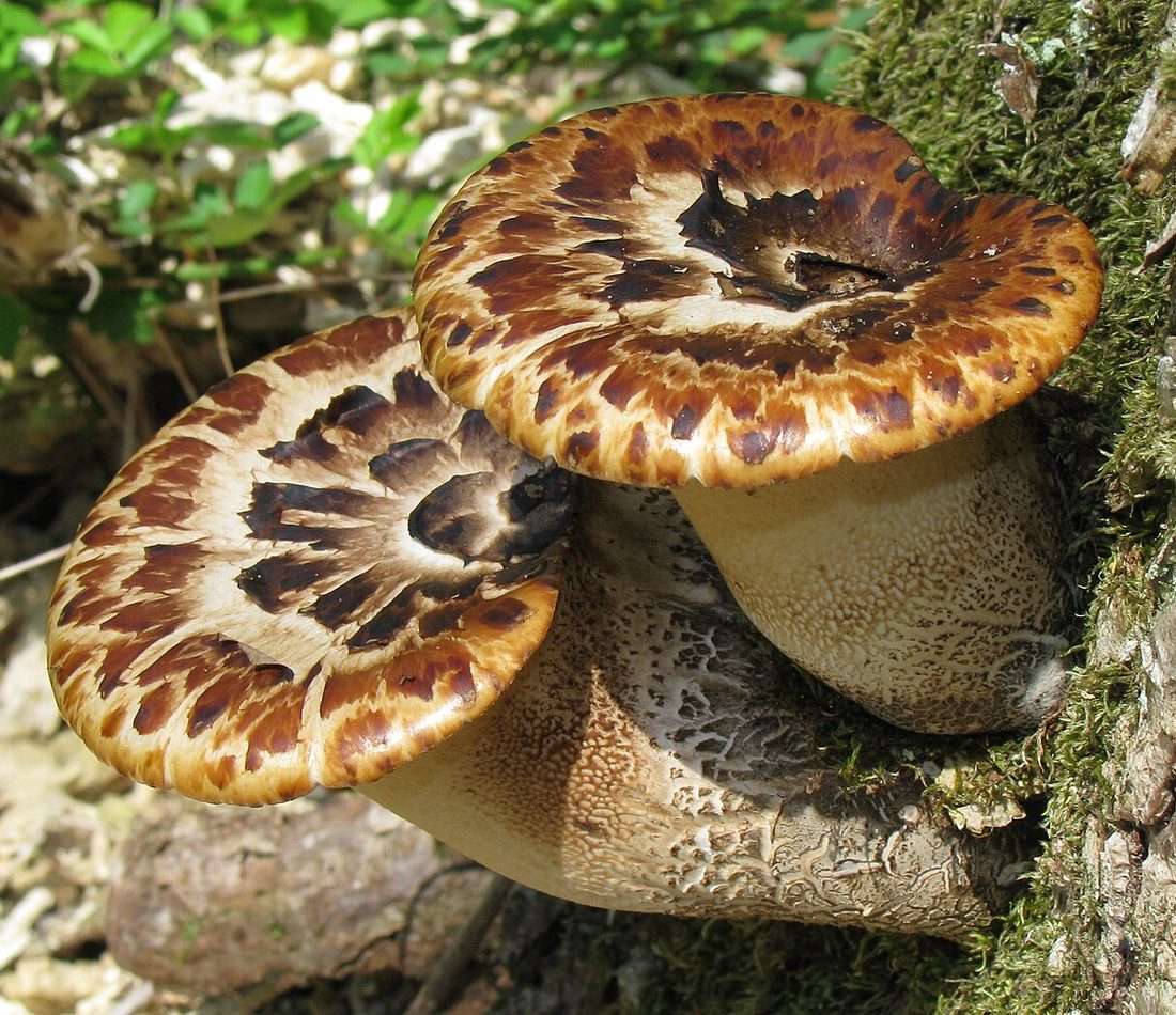 Dryad's Saddle reference
