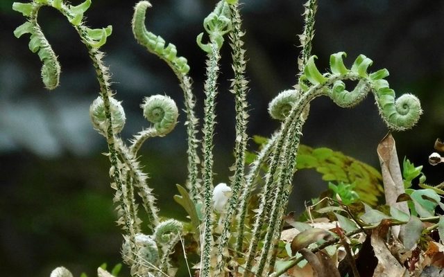 Christmas Fern reference