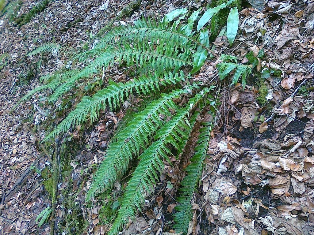 Hard Shield Fern reference