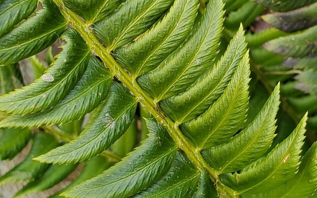 Holly Fern reference