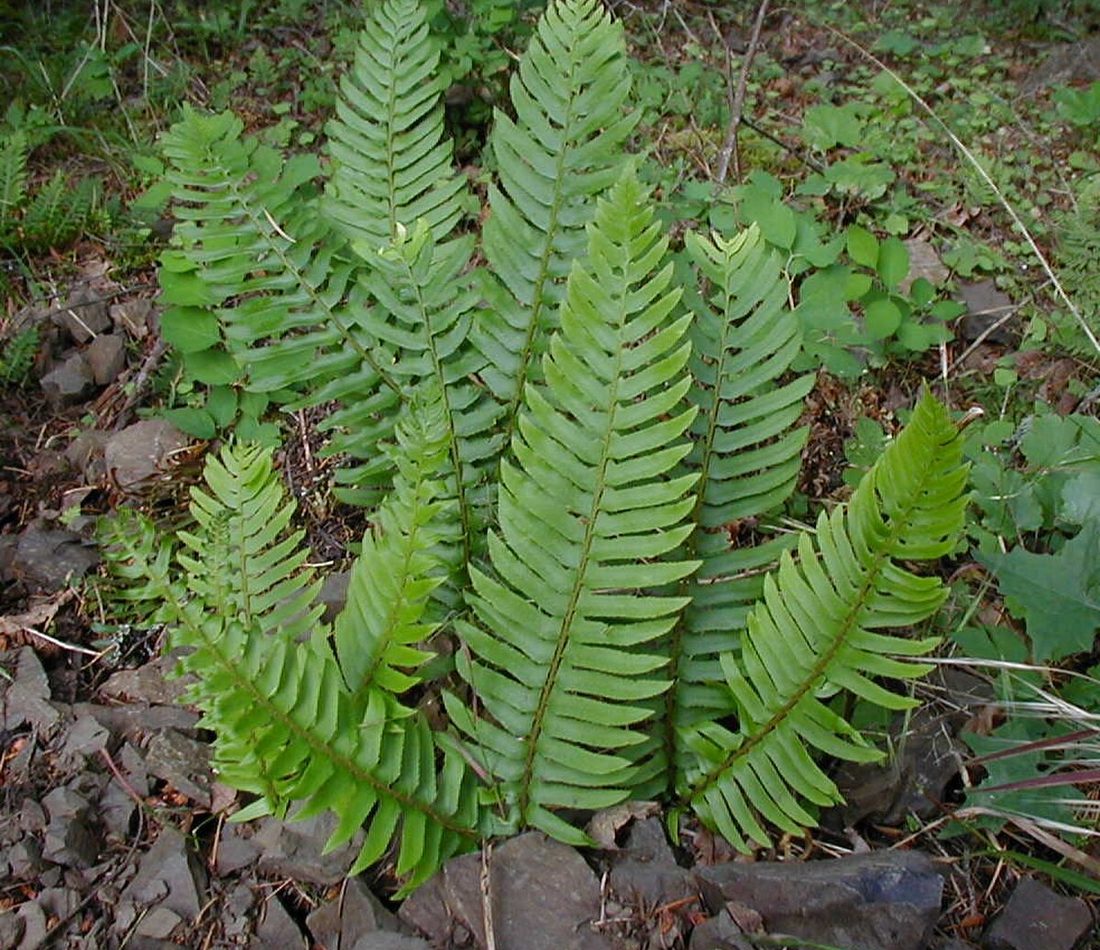 western sword fern reference
