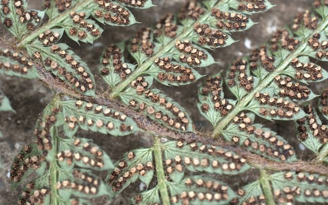 Soft Shield Fern reference