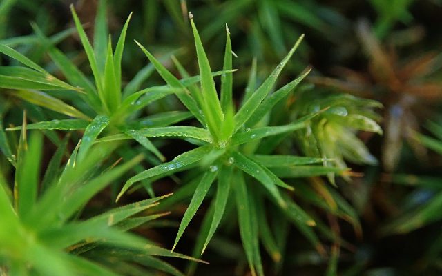 Bank Haircap Moss reference