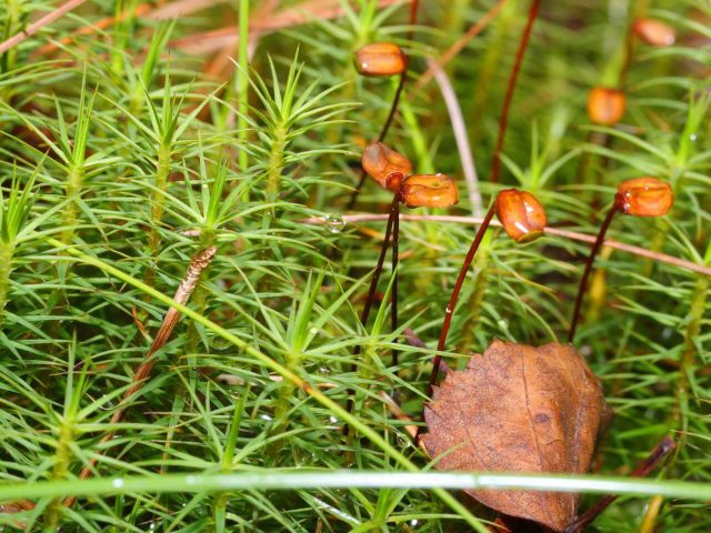 Common Haircap Moss reference