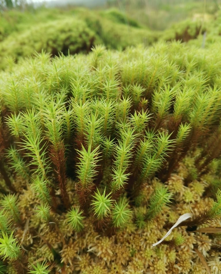 Bog Haircap Moss reference