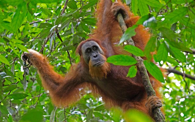 Sumatran Orangutan reference