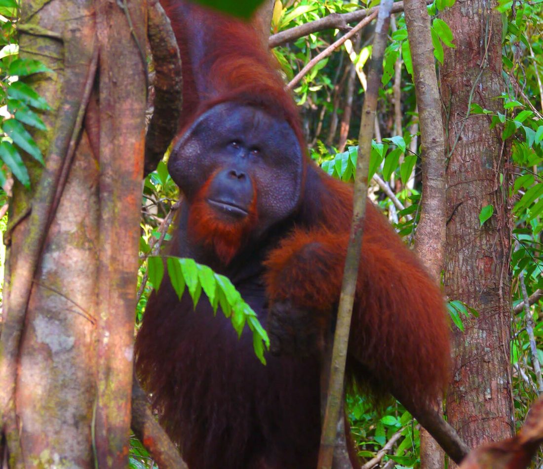 Bornean Orangutan reference