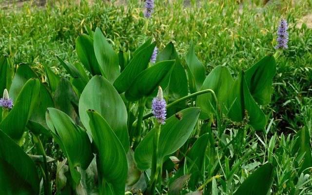 Pickerelweed reference