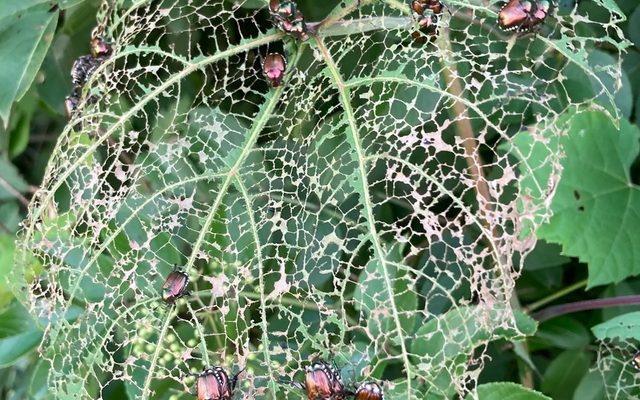 Japanese Beetle reference