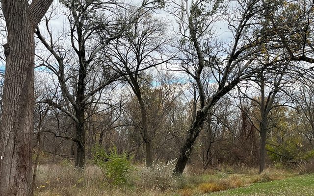 White Poplar reference