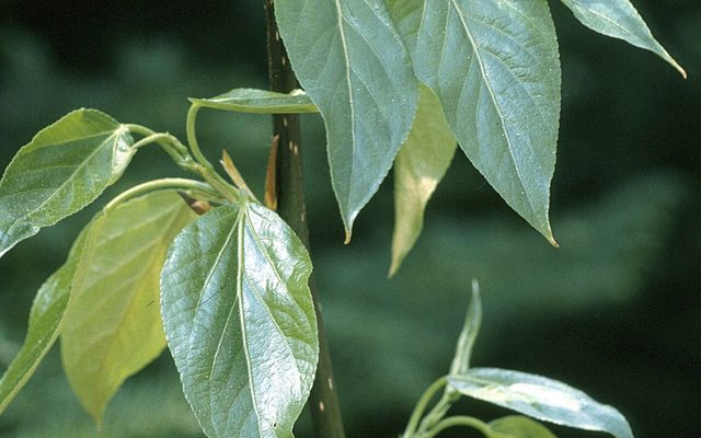 Balsam Poplar reference
