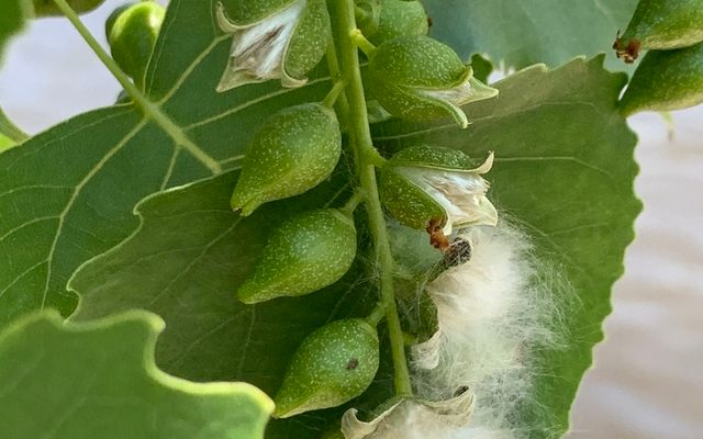Eastern Cottonwood reference
