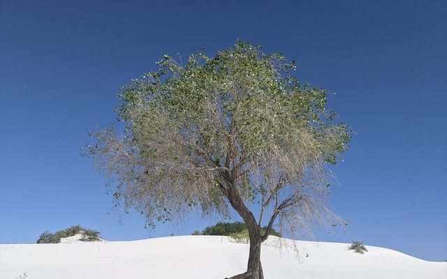 Fremont Cottonwood reference