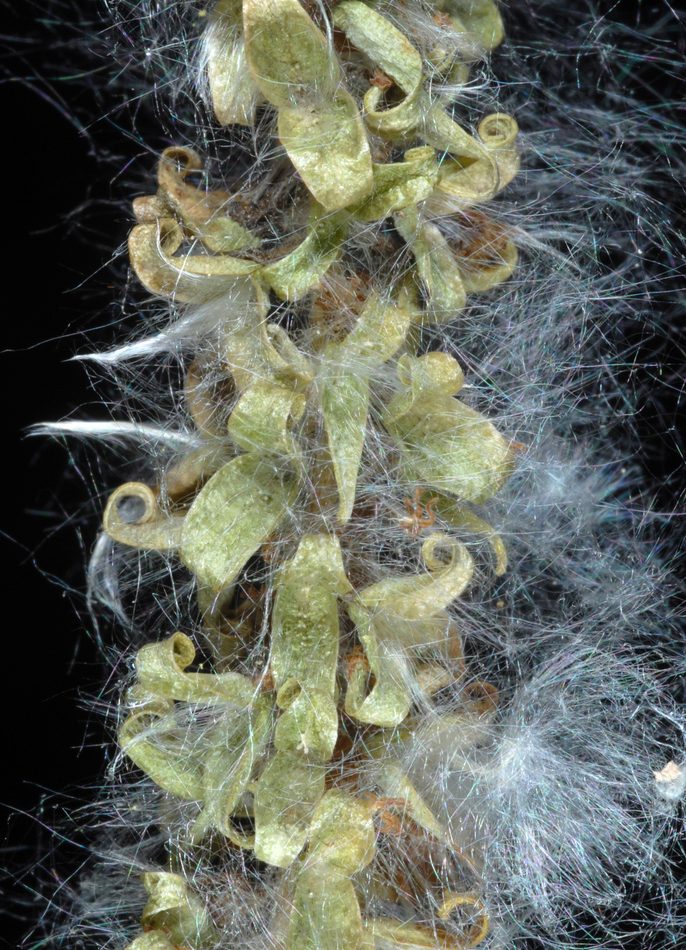 Populus tremuloides reference