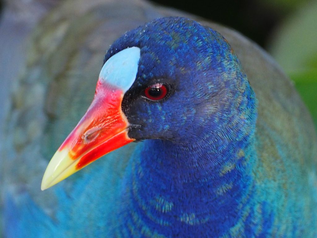 Purple Gallinule reference