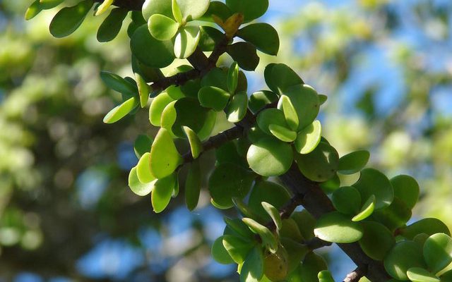Elephant Bush reference