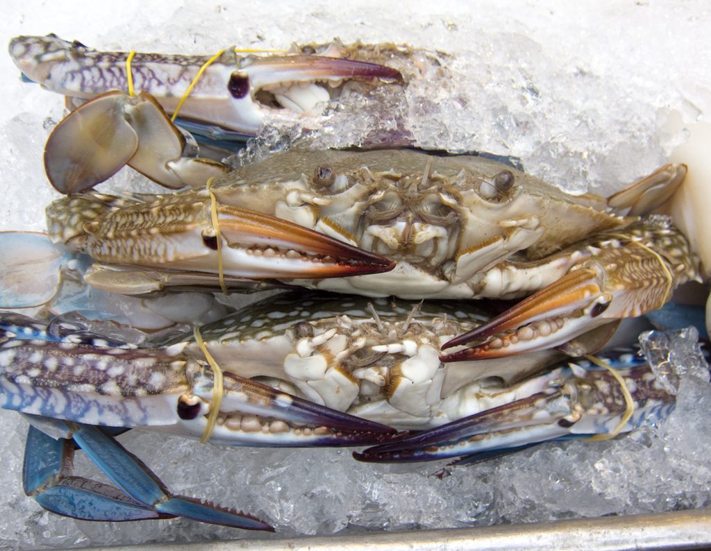 Japanese Blue Crab reference