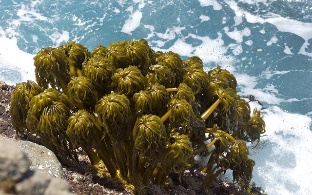 Sea Palm reference