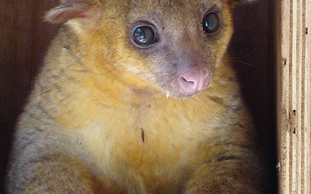 Kinkajou reference