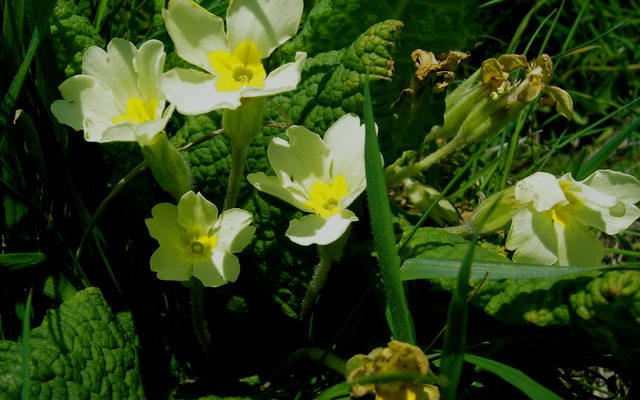 English Primrose reference