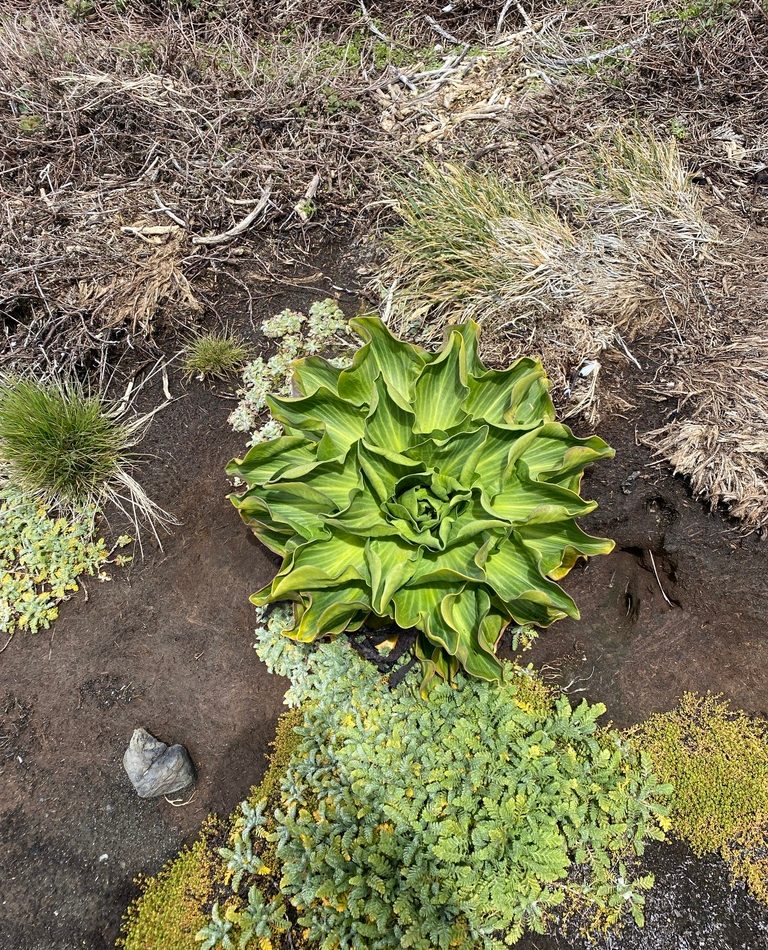 Kerguelen Cabbage reference