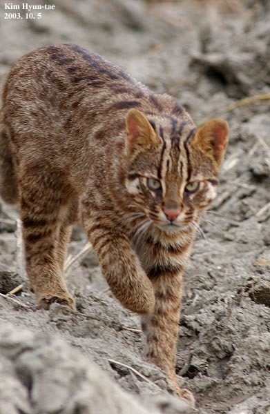 Amur Leopard Cat reference
