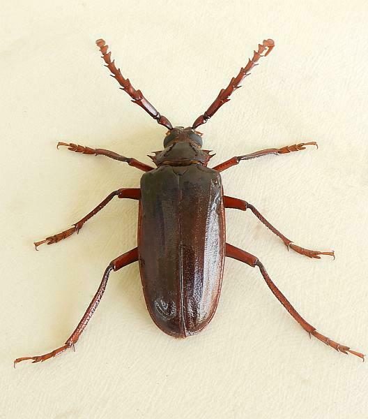 California Root Borer reference