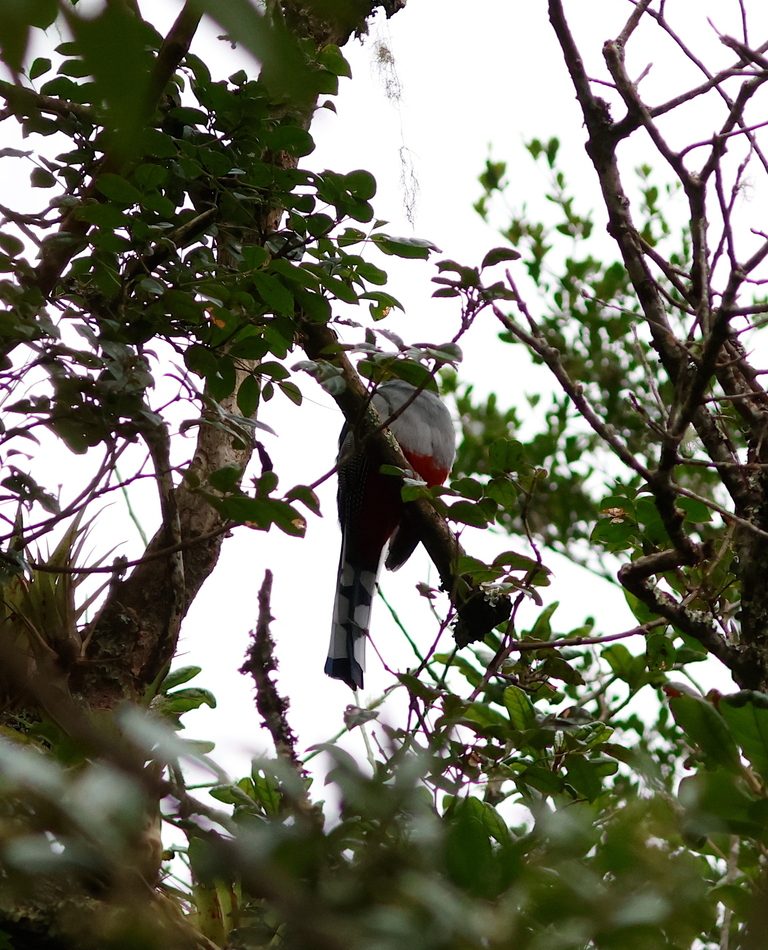 Hispaniolan Trogon reference