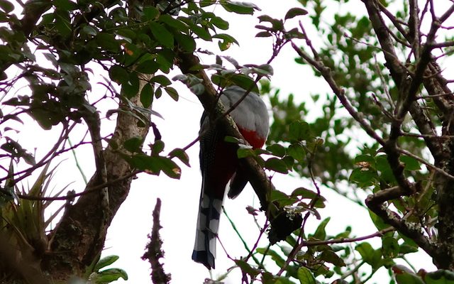 Hispaniolan Trogon reference