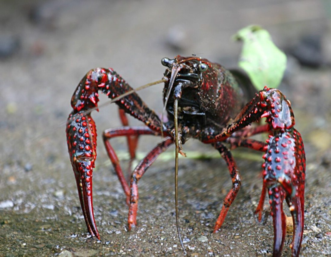 Red Swamp Crayfish reference
