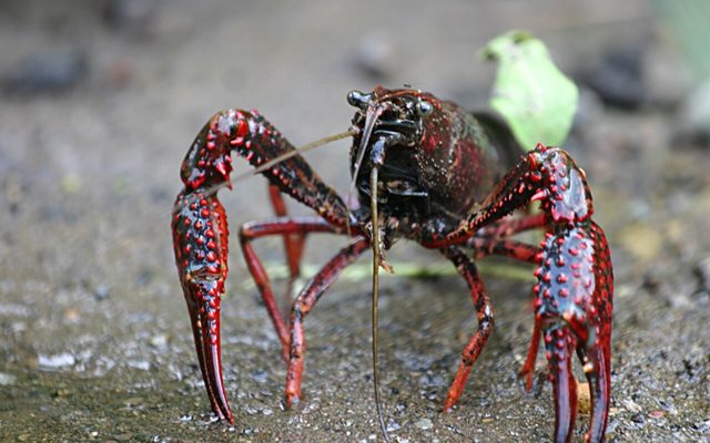 Red Swamp Crayfish reference