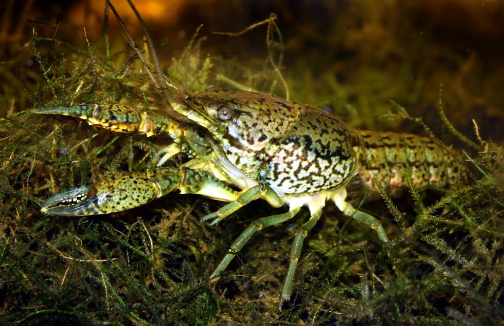 Marbled Crayfish reference