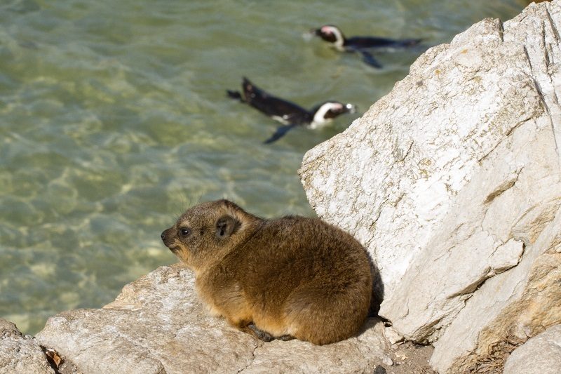 Rock Hyrax reference