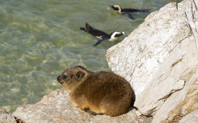 Rock Hyrax reference