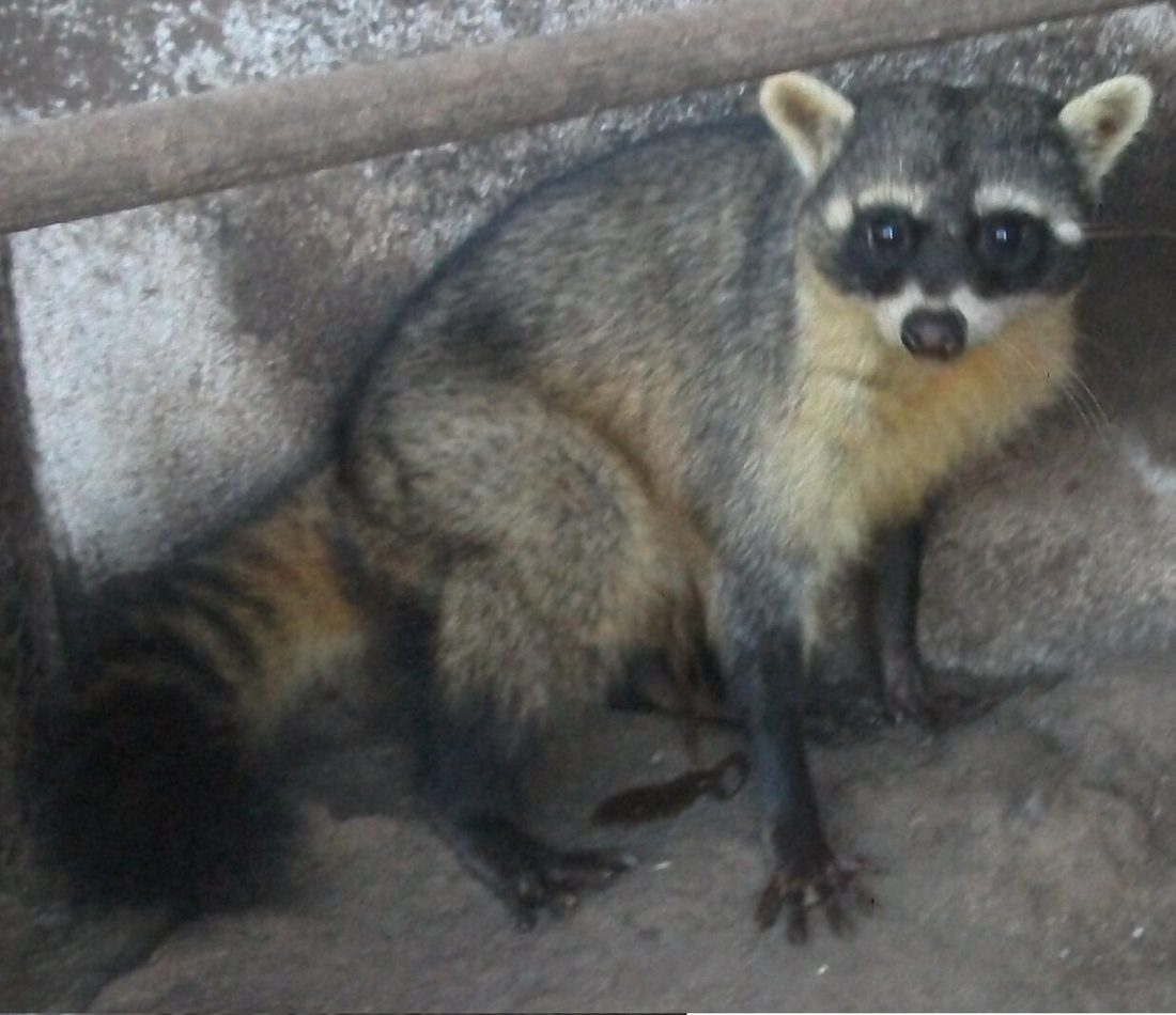 Procyon cancrivorus reference