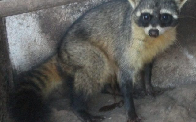 Crab-eating Raccoon reference