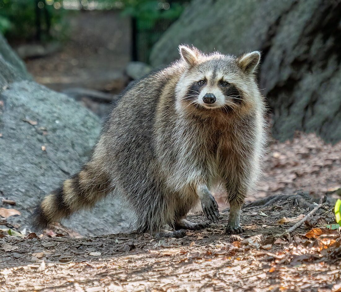 Procyon lotor reference