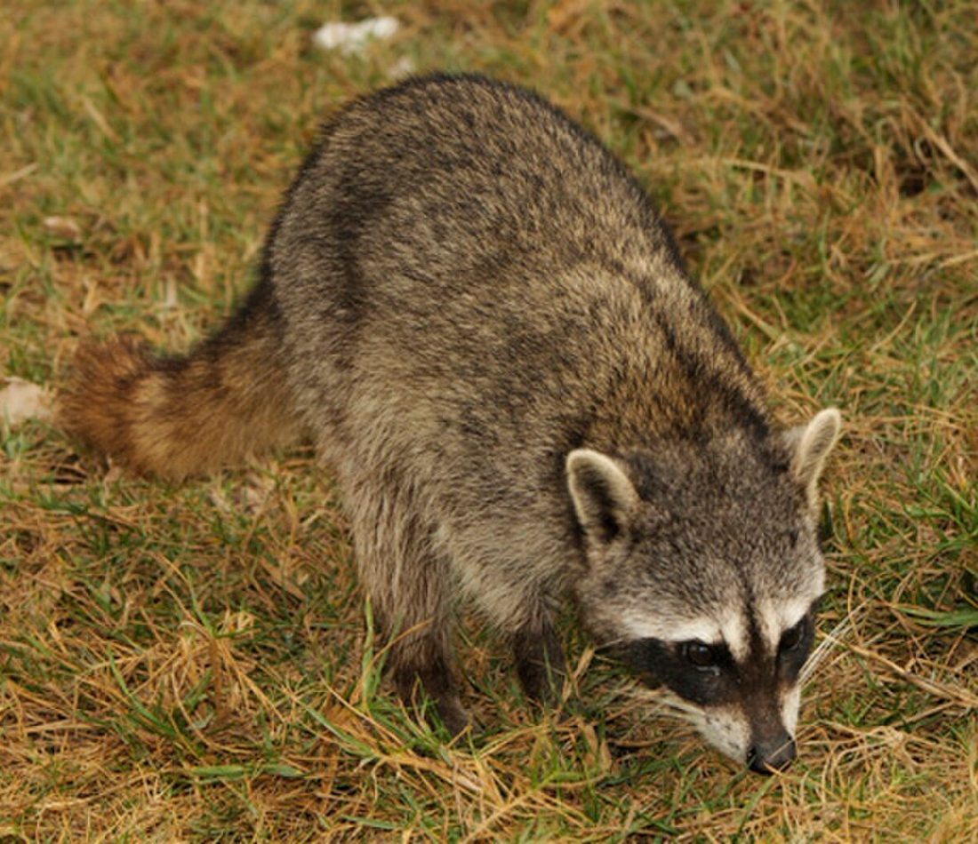 Cozumel Raccoon reference