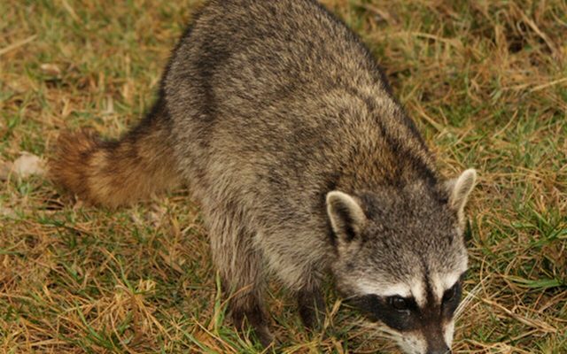 Cozumel Raccoon reference