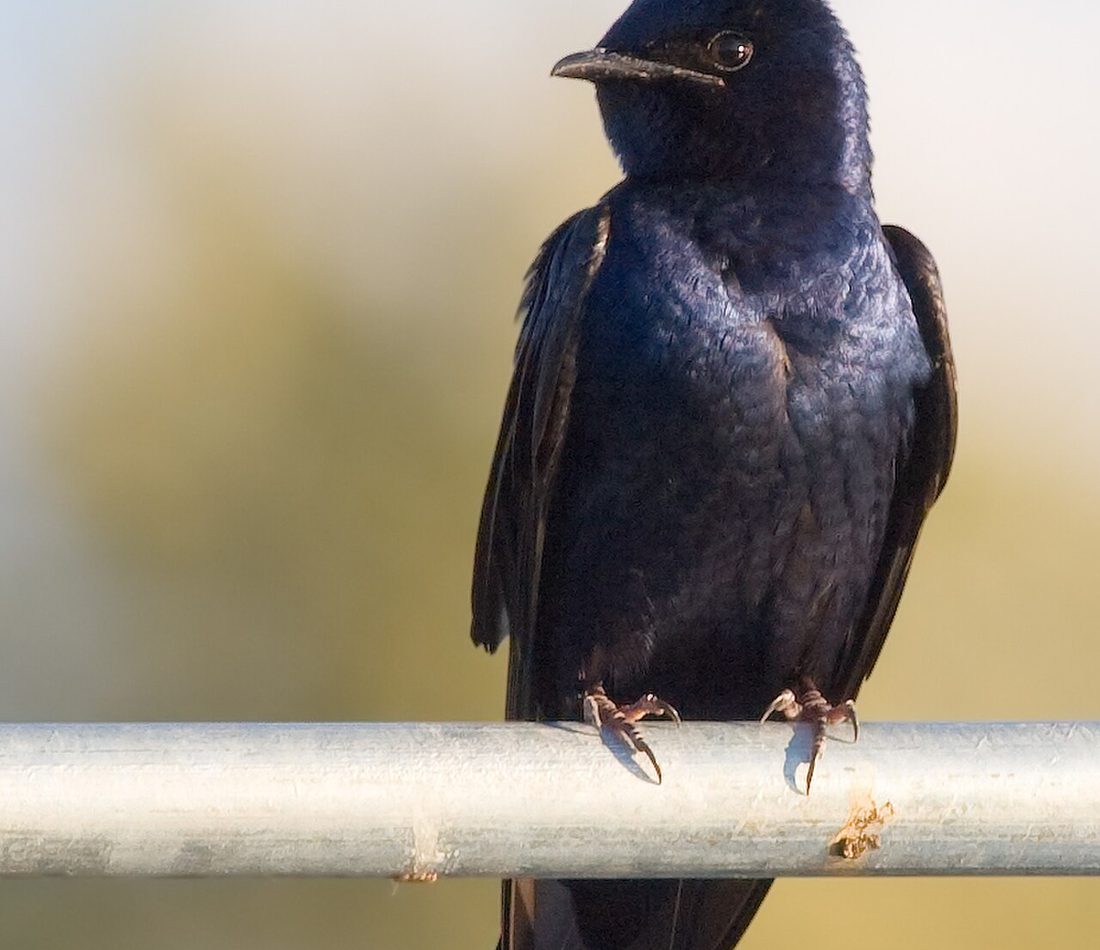 Purple Martin reference