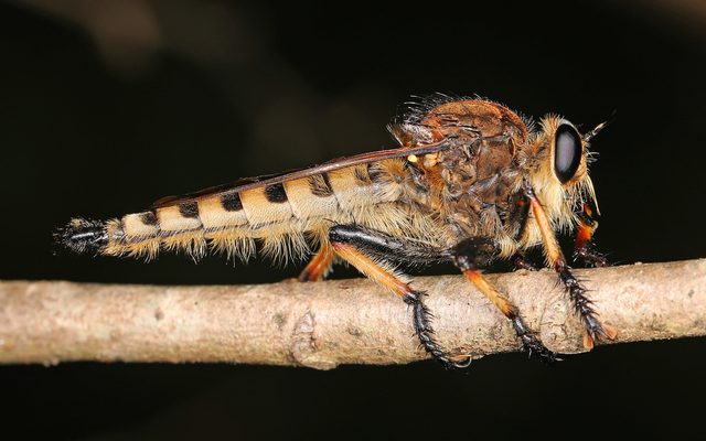 Red-footed Cannibalfly reference