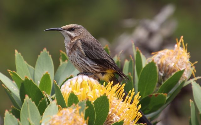 Cape Sugarbird reference