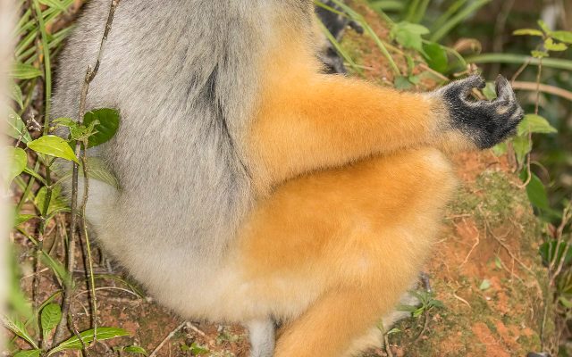 Diademed Sifaka reference