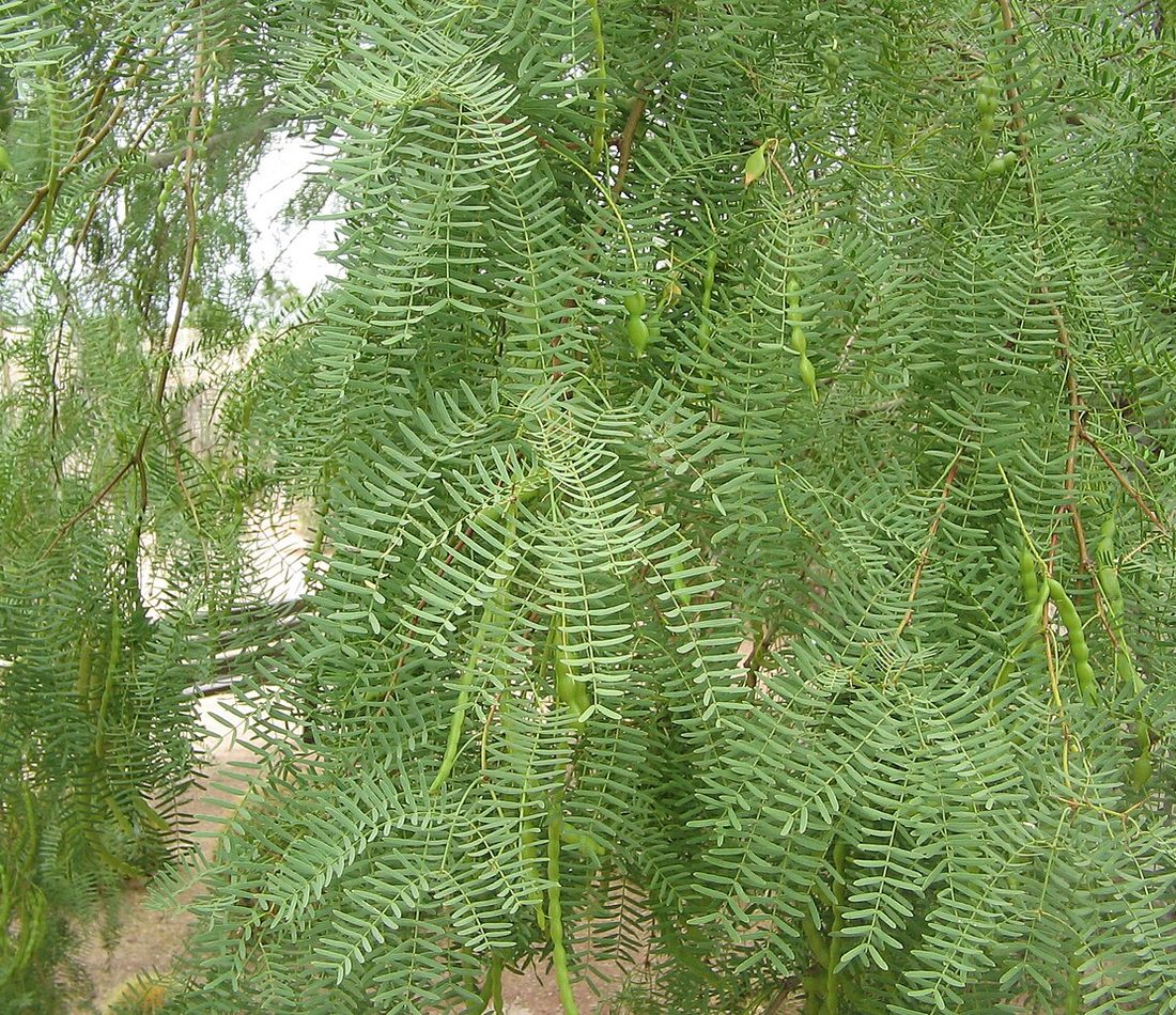 Honey Mesquite reference